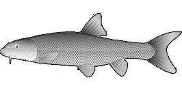 Barbel