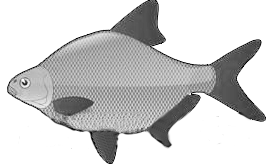 Bream