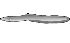 Eel