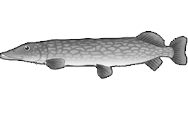 Pike