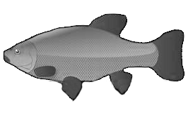 Tench